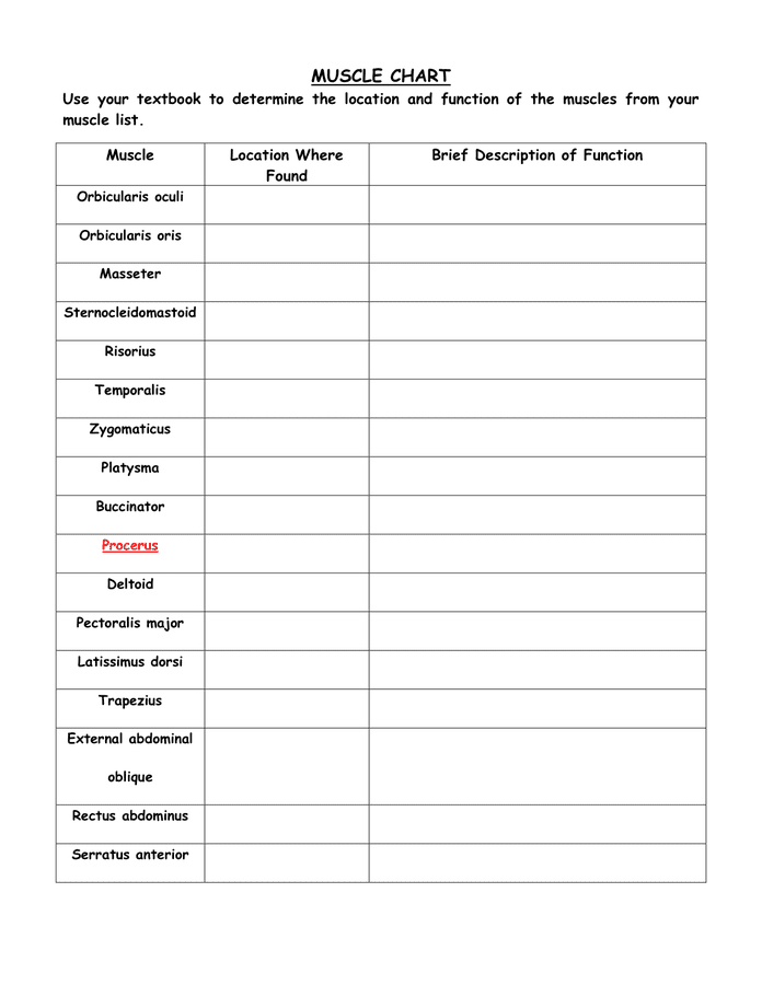 Muscle Chart In Word And Pdf Formats