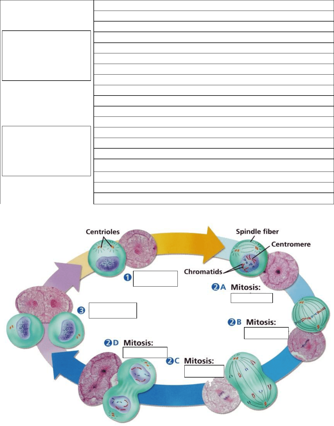 Cornell Notes Template in Word and Pdf formats - page 2 of 2